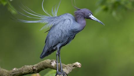 Serene Blue Heron Among Nature's Beauty wallpaper