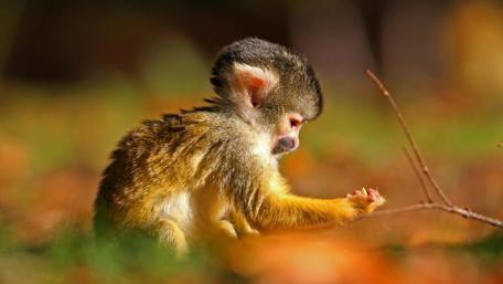 Adorable Monkey Moment in Nature wallpaper
