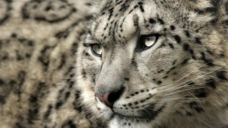 Majestic Leopard Gaze wallpaper
