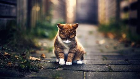 Adorable Ginger Kitten on a Cobblestone Pathway wallpaper