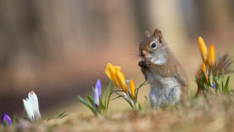 Playful Squirrel Among Spring Flowers wallpaper