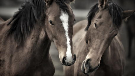 Serene Equine Companionship wallpaper