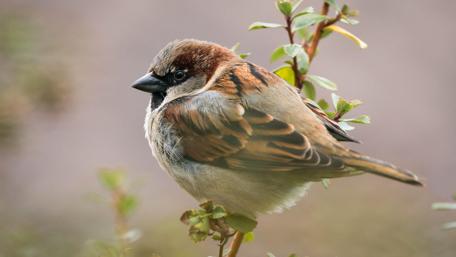 Charming Sparrow Resting in Nature wallpaper