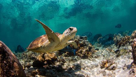 Turtle's Tranquil Underwater Journey wallpaper