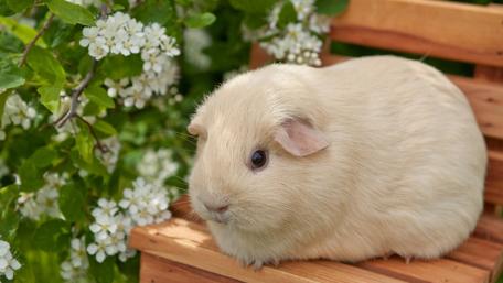 Guinea Pig Bliss Among Blooms wallpaper