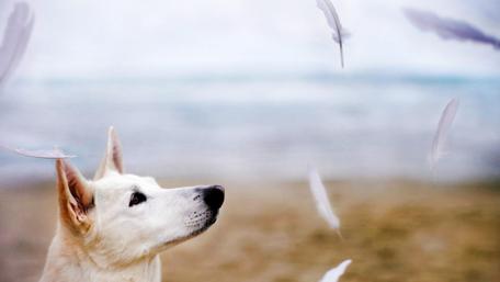 Gentle Dog Amidst Floating Feathers wallpaper