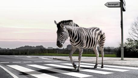 Zebra Crossing in Serengeti Landscape wallpaper