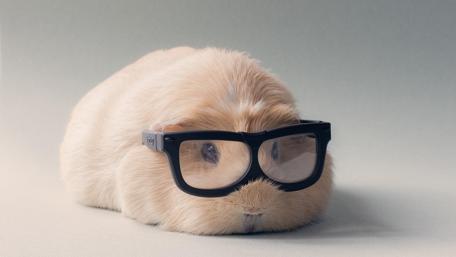Guinea Pig Scholar in Glasses wallpaper