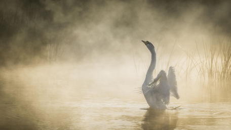 Elegant Swan in Misty Lake Setting wallpaper