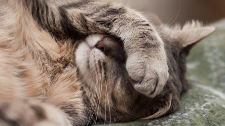 Hidden Feline Charm: A Cat's Playful Pause wallpaper