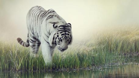 Majestic White Tiger in Tranquil Wetland Scene wallpaper