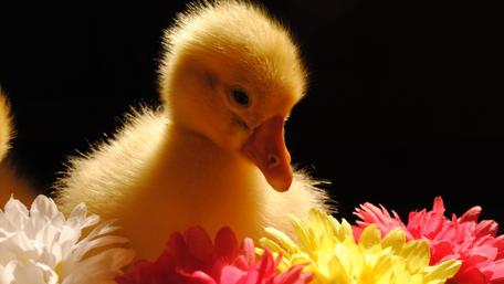 Charming Duckling Surrounded by Colorful Flowers wallpaper