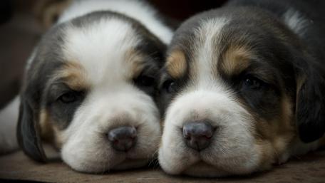 Puppy Cuddles in Stunning 4K Quality wallpaper