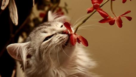 Furry Cat Enjoying Floral Scents wallpaper