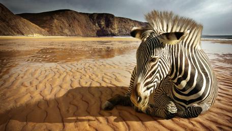 Zebra Relaxing on a Serene Beach Landscape wallpaper