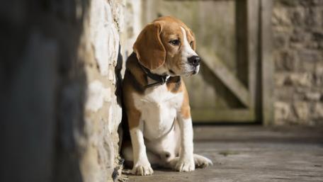 Adorable Beagle Sitting Quietly Alone by the Wall wallpaper