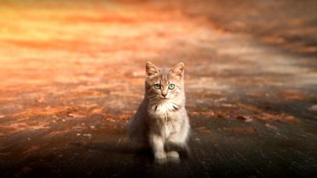 Mystical Feline on an Autumn Pathway wallpaper