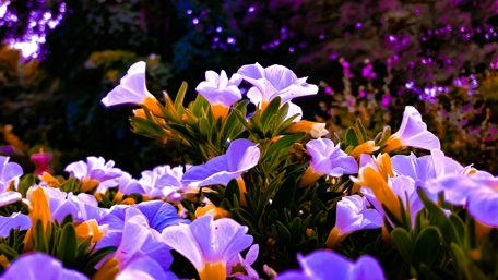 Vibrant Blooms in a Sunlit Garden wallpaper