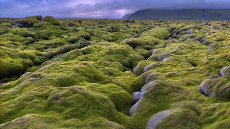 Lush Mossy Landscape of Eldhraun Lava Field in Iceland wallpaper