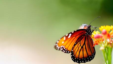 Elegant Butterfly on Vibrant Flower Close-Up wallpaper