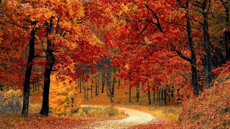Autumn's Enchantment in the Forest wallpaper