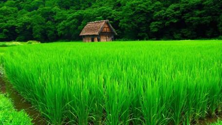 Serene Rice Field and Charming House Wallpaper wallpaper