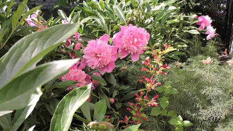 Vibrant Garden Blooms in Full Glory wallpaper