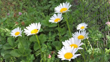 Bright and Cheerful Daisies in Full Bloom wallpaper