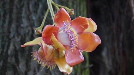 Cannonball Tree Blossom in Vibrant Detail wallpaper