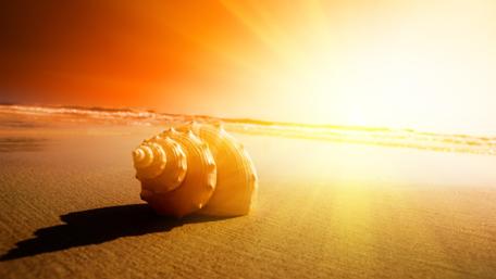 Seashell by the Sunny Shoreline wallpaper