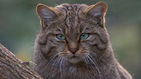 Wild Cat with Mesmerizing Eyes and Unique Features wallpaper