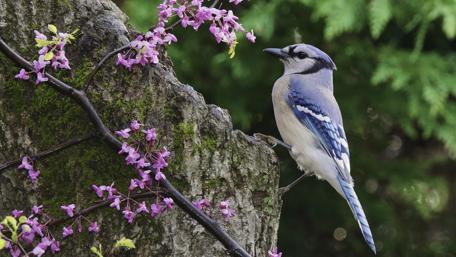 Vibrant Blue Jay Among Blossoming Flowers wallpaper