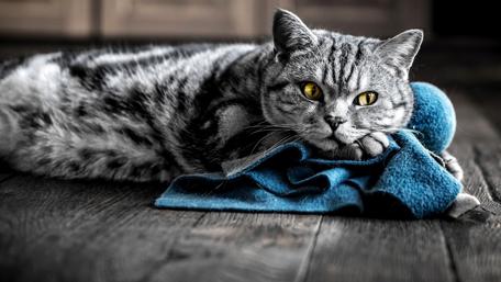 Charming Cat Relaxing on a Cozy Towel wallpaper