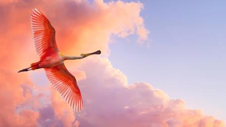 Majestic Spoonbill in Flight Over Colorful Clouds wallpaper