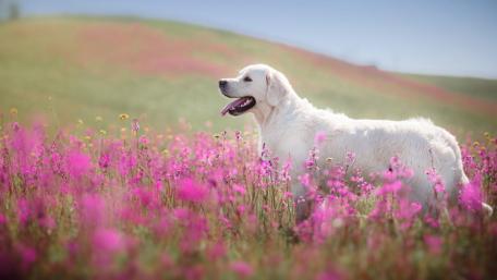 Golden Retriever in a Blooming Flower Field wallpaper