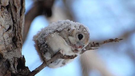 Adorable Snow-Capped Japanese Flying Squirrel wallpaper