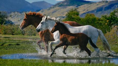 Graceful Gallop Through the Meadow wallpaper