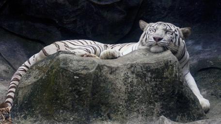 Majestic White Tiger Relaxing on Rock wallpaper