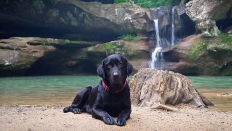 Majestic Dog by a Waterfall Scene wallpaper