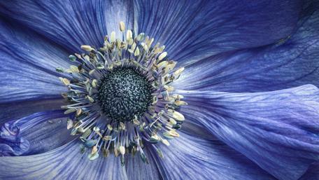 Enchanting Blue Flower Close-Up Artistry wallpaper
