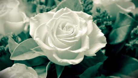 Elegance of White Roses wallpaper