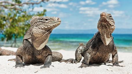 Cuban Rock Iguanas wallpaper