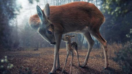 Gentle Forest Companions wallpaper