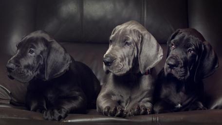 Puppy Trio Relaxing on the Couch wallpaper