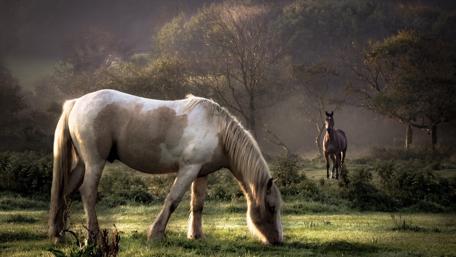 Majestic Horses Grazing in Serene Meadow wallpaper