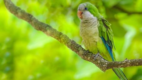 Vibrant Green Parrot on a Branch wallpaper
