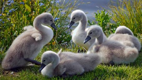 Charming Baby Swans on the Grass wallpaper