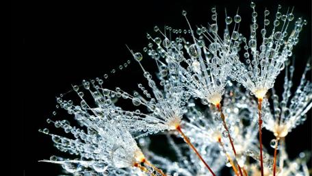 Captivating Macro of Dewy Flower Petals wallpaper