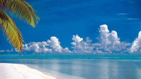 Tropical Bliss by the Seashore wallpaper