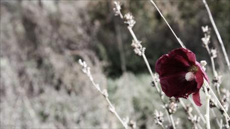 Monochrome Poppy Field Elegance wallpaper